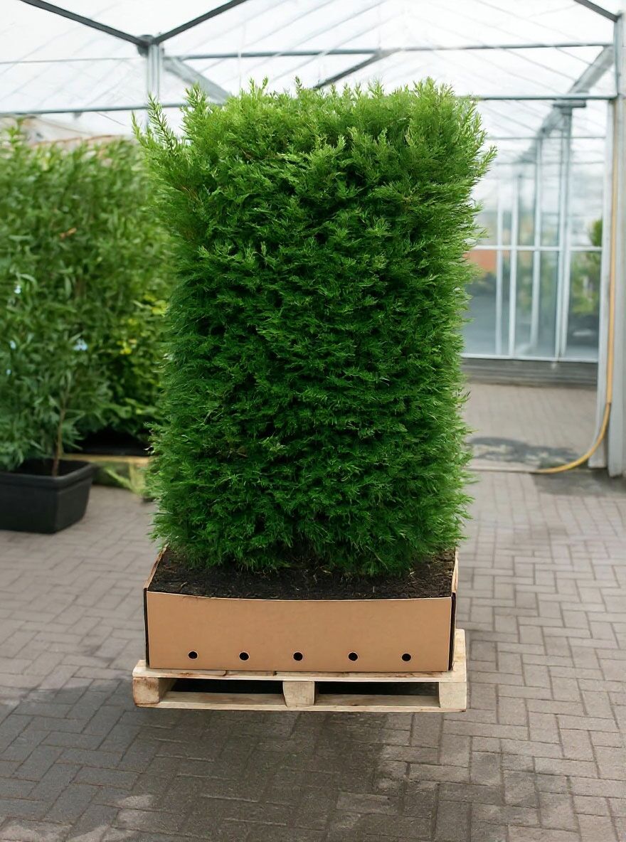 Eibe / Heimische Eibe / Fertighecke / Heckenelement 180-200 cm - Taxus  baccata