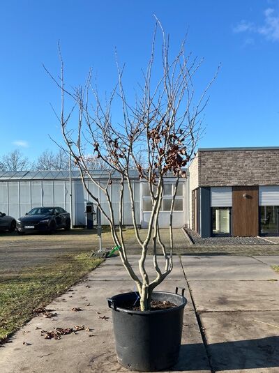 Eisenholzbaum 'Bella' 200 - 250 cm schirmförmig / Parrotia persica 'Bella' Schirmform 200-250 cm (1567288)