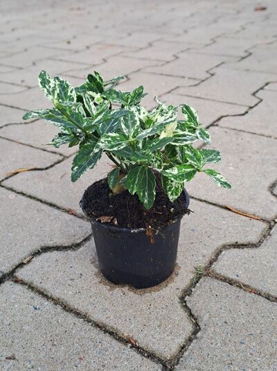 Kriechspindel 'Harlequin' (Euonymus fortunei 'Harlequin') 10–20 cm P9 im Topf, grün-weiß panaschierte Blätter