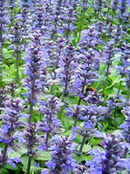 Kriechender Günsel / Ajuga reptans