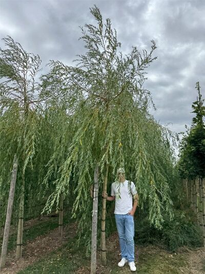 Salix sepulcralis 'Chrysocoma' – Hänge-Weide/Trauer-Weide 'Chrysocoma' Hochstamm 18-20 StU mit durchhängenden Zweigen