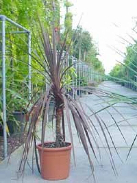 Keulenlilie 'Atropurpurea' / Cordyline australis 'Atropurpurea'