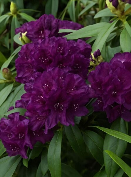 Rhododendron Hybride 'Polarnacht' / Rhododendron 'Polarnacht' mit dunkelvioletten Blütendolden und schmalen, grünen Blättern