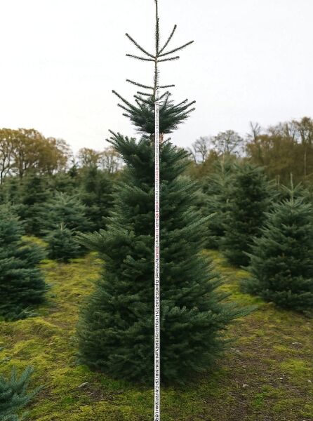 Abies koreana (Korea-Tanne) 350-400 cm mit Db., aufrecht wachsender Nadelbaum mit dichtem, kegelförmigem Wuchs und Messstab.