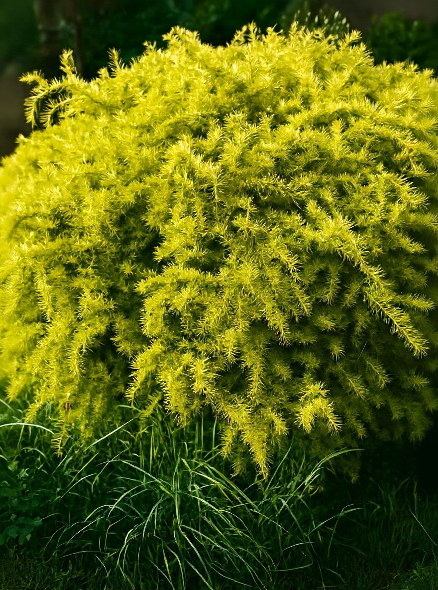 fagus sylvatica purple fountain Fagus sylvatica 'Purple Fountain' main image 0
