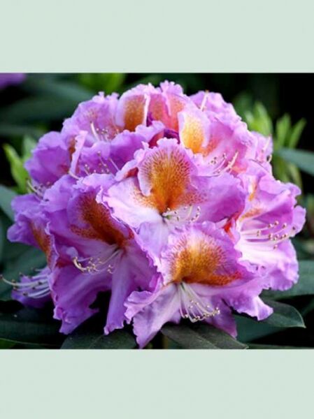 Rhododendron Hybride 'Tanaga' / Rhododendron 'Tanaga'