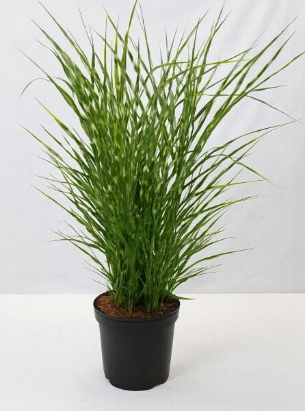Miscanthus sinensis 'Strictus' (Stachelschweingras), aufrechtes Zebra-Chinaschilf im Topf, 100-125 cm, C12