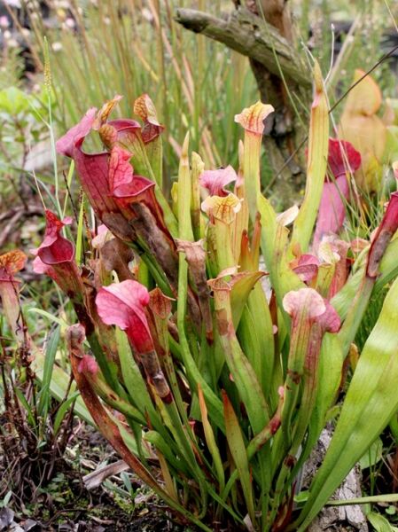 Sarracenia Hybriden (Schlauchpflanze) mit rotgrünen, aufrechten Schlauchfallen und geöffneten Deckeln im Horst