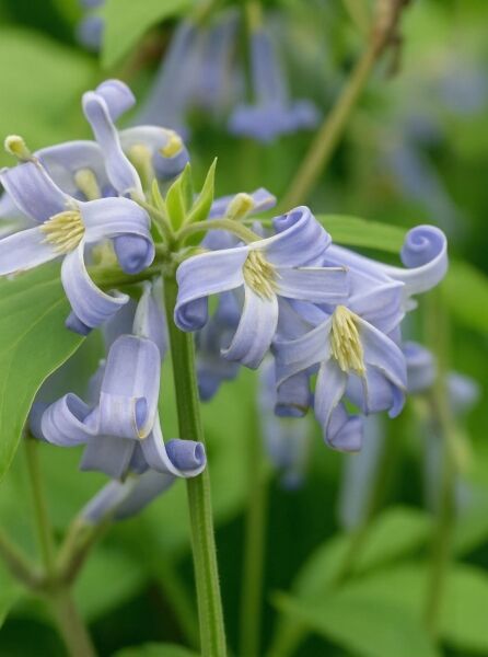 Krautige Garten-Waldrebe Clematis heracleifolia 'Crepuscule' mit blauvioletten, glockenförmigen Blüten und grünen Blättern.