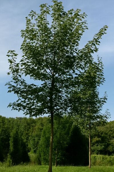 Berg-Ahorn 'Negenia' / Berg-Ahorn 'Negenia'