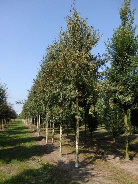 Gold-Birke 'Holland' (Betula ermanii 'Holland') Hochstamm mit hellem Stamm und aufrechter Krone im Baumschulquartier