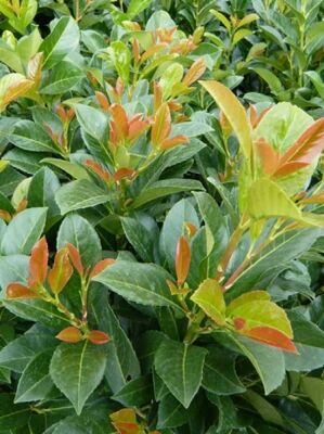 Kirschlorbeer / Prunus - ideal als Heckenpflanze, Solitr- oder  Gruppengehlz