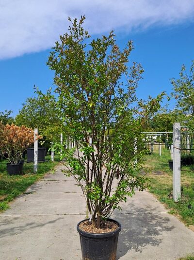 Kreppmyrte / Kräuselmyrte 'Purple Star' mehrstämmig - Lagerstroemia indica 'Purple Star' (876196)