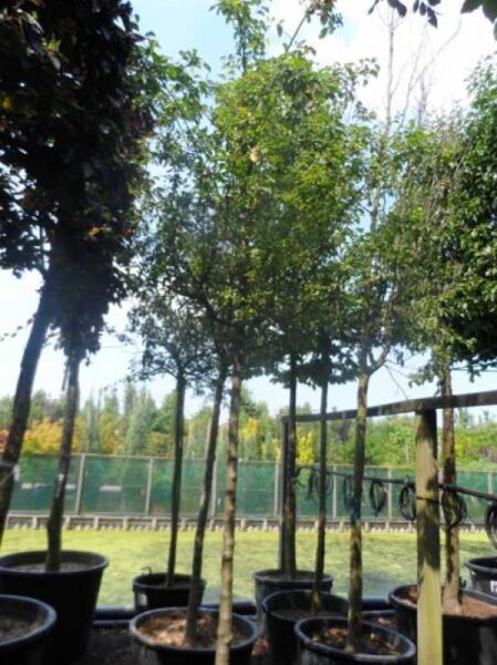 Malus floribunda / Vielblütiger Apfelbaum, Hochstamm 16-18 StU, im Container mit grünem Laub und verzweigter Krone