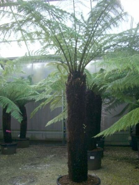 Baumfarn / Australischer Taschenfarn / Baumfarn / Australischer Taschenfarn