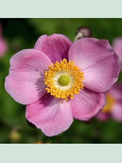Anemone hupehensis 'Praecox' / Herbst-Anemone 'Praecox'
