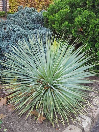 Palmlilie 'Sapphire Skies' / Yucca rostrata 'Sapphire Skies'