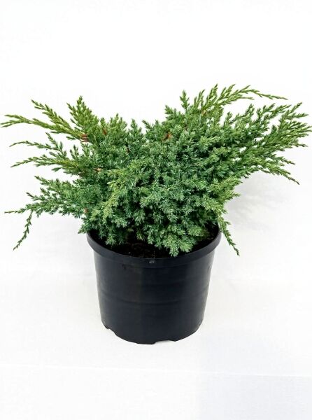 Juniperus squamata 'Blue Swede' / Zwerg-Wacholder 'Blue Swede', im Topf, 40–50 cm breit, C7, mit dichtem, blaugrünem Nadelwerk.