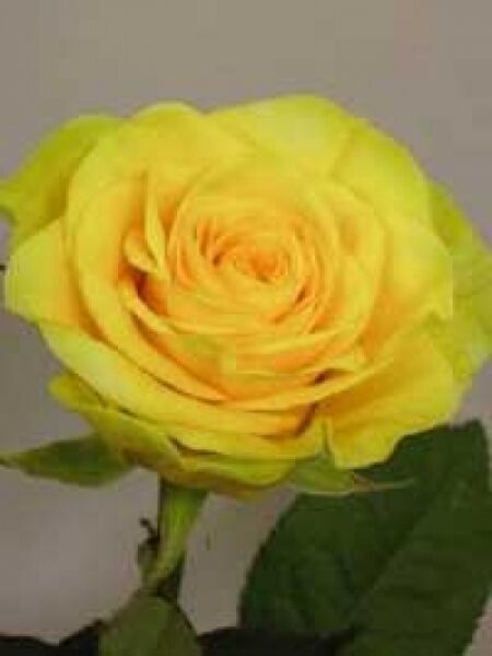 Rosa 'Illios' / Edelrose 'Illios'