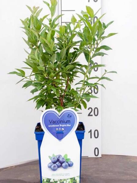 Vaccinium corymbosum 'Brigitta Blue' / Heidelbeere 'Brigitta Blue' 60-80 cm C5 im Topf, aufrechter Strauch mit grünen Blättern