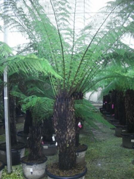 Baumfarn / Australischer Taschenfarn / Baumfarn / Australischer Taschenfarn