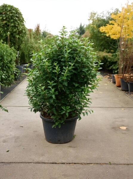 Mittelmeer-Schneeball Viburnum tinus 'Eve Price' 100-125 cm C35 im Container, buschiger Strauch mit dichtem, grünem Laub