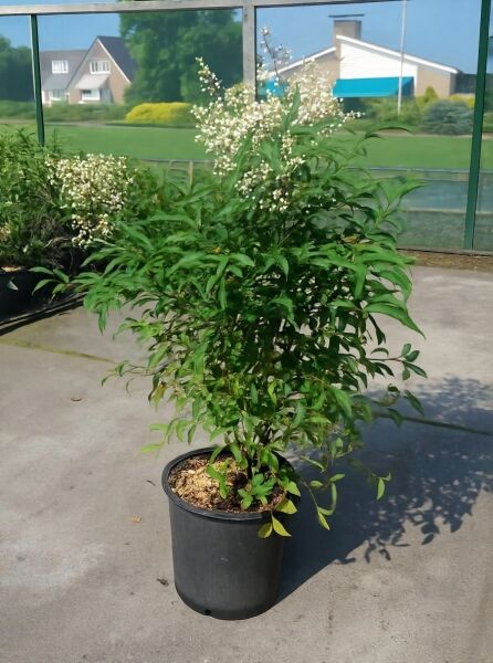 Nandina domestica (Heiliger Bambus/Himmelsbambus) 80-100 cm C10, Strauch im Topf mit grünem Laub und weißen Blütenrispen