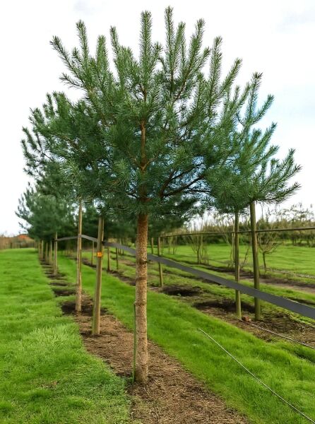 Gewöhnliche Kiefer (Pinus sylvestris) Hochstamm 25–30 StU mit Drahtballen, Nadelbaum mit dicht verzweigter Krone