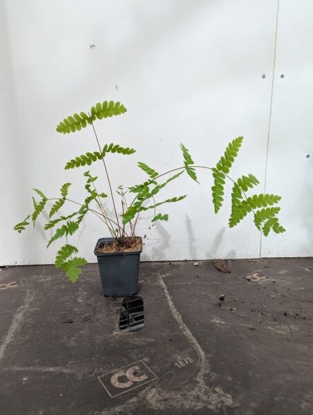 Kronenfarn / Osmunda claytoniana