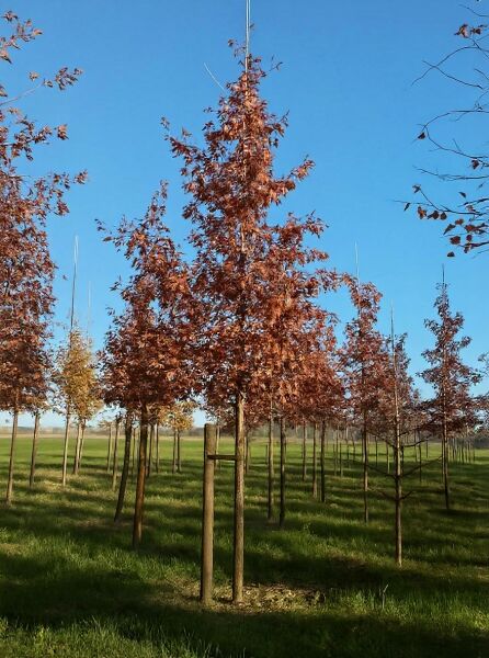 Quercus coccinea / Scharlach-Eiche Hochstamm 25-30 StU m. Db., Baum mit braunrotem Laub, angebunden an Pfähle