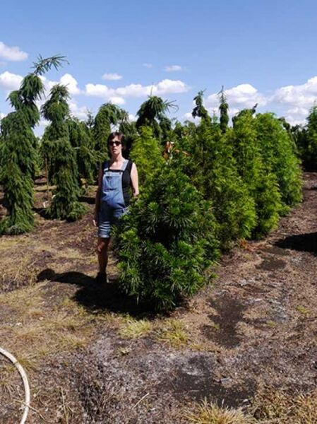 Sciadopitys verticillata (Schirm-Tanne) Solitär 125–150 cm mit DB, dichter immergrüner Wuchs in Baumschulquartier