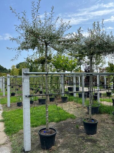 Pyrus salicifolia 'Pendula' (Weidenblättrige Hänge-Birne) als Dachspalier, frisch spaliert, im Topf, mit hängenden Trieben