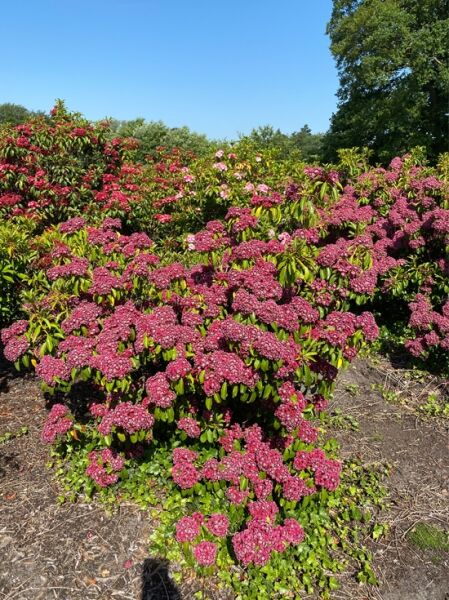 Kalmia latifolia 'Kaleidoscope' (Lorbeerrose/Berglorbeer) Solitär, 100–120 cm Höhe und Breite, Strauch mit pinken Blütenständen