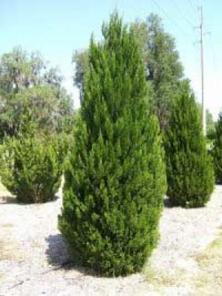 Juniperus chinensis 'Spartan' / Zypressen-Wacholder / Wacholder 'Spartan'