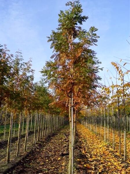 Urweltmammutbaum / Wasserlärche / Wassertanne  / Urweltmammutbaum / Wasserlärche / Wassertanne 