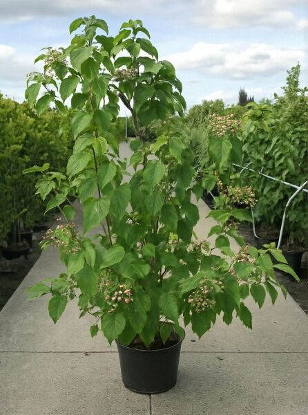 Chinesischer Losbaum fargesii (Clerodendrum trichotomum fargesii) 150-175 cm C20, Pflanze im Topf mit grünen Blättern und Blütenständen.