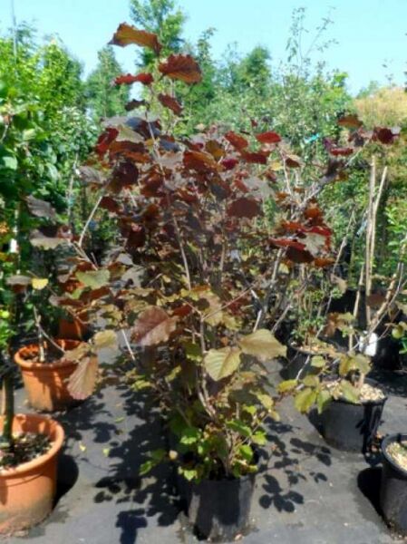 Purpur-Hasel / Blut-Hasel / Corylus maxima 'Purpurea'