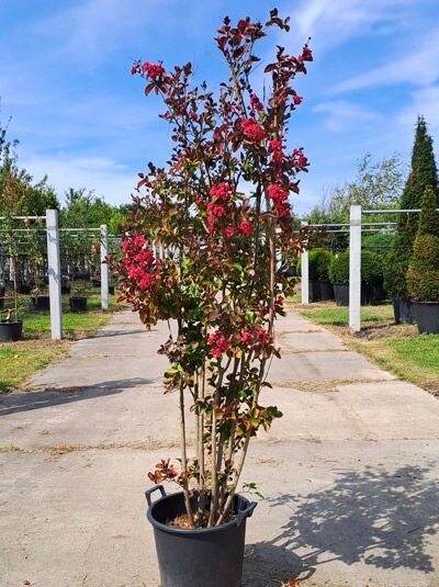 Indische Lagerströmie 'Red Imperator' 200-250 cm / Indische Lagerströmie 'Red Imperator' 200-250 cm