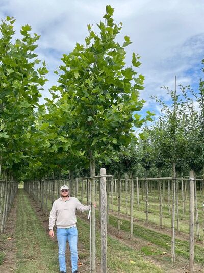 Platanus hispanica, Ahornblättrige Platane Hochstamm 18-20 StU m. Db., junger Baum mit geradem Stamm und dichter Krone