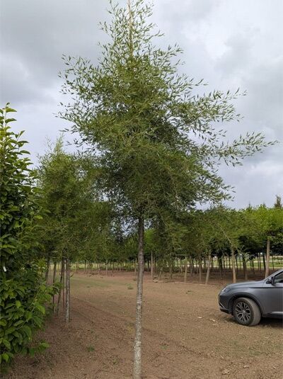 Bambus-Erle (Alnus glutinosa 'Imperialis') Hochstamm 16-18 StU mit Drahtballen, schlanker Stamm und feines, schmales Laub.