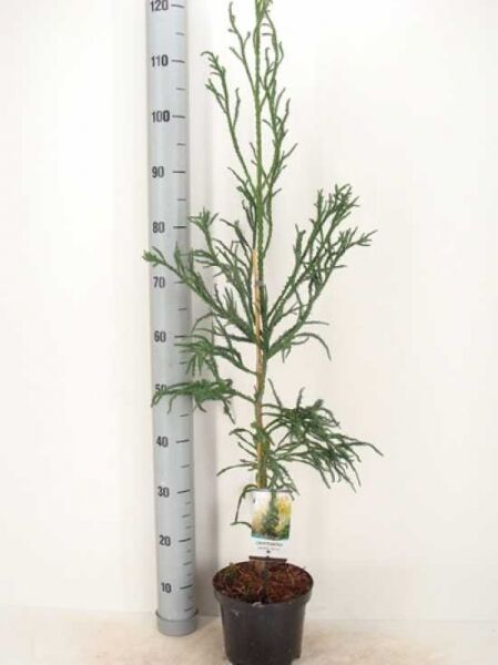 Cryptomeria japonica 'Rasen' / Korkenzieher-Sicheltanne 'Rasen' im Topf, ca. 60–80 cm hoch, Container C7.