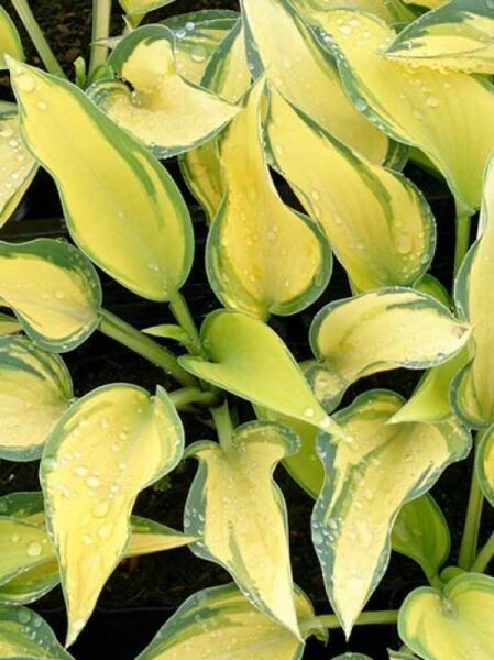 Blau-Gold-Funkie / Herzblatt-Funkie 'June' / Hosta x tardiana 'June' ®