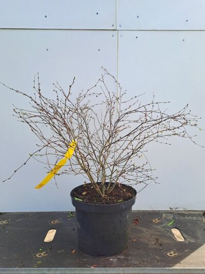 Ährige Scheinhasel (Corylopsis spicata) 40–50 cm C5, laubfreier Strauch im schwarzen Pflanztopf mit vielen Trieben.