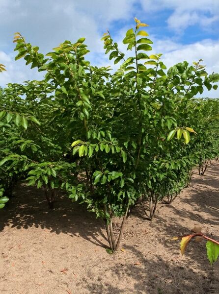 Prunus yedoensis (Tokio-Kirsche) 250-300 cm m. Db., mehrstämmig, aufrechter Wuchs mit dichtem grünen Laub in Baumschule