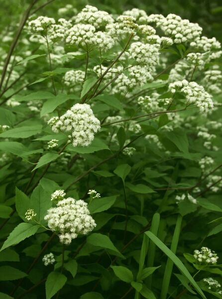 Weiße Natternwurz / Weiße Natternwurz