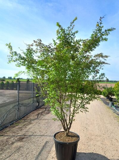 Acer palmatum 'Arakawa' Kork-Ahorn, Japanischer Fächer-Ahorn im Topf, ca. 250-300 cm, C90, mit verzweigter Krone und grünen Blättern.