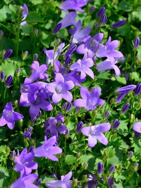 Polster-Glockenblume 'Resholt' / Campanula portenschlagiana 'Resholt'