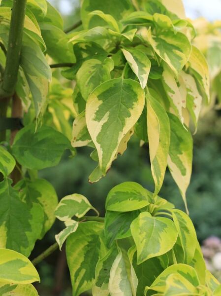 Gelbbunter Zwerg-Etagenhartriegel 'Golden Shadow' / Cornus alternifolia 'Golden Shadow'