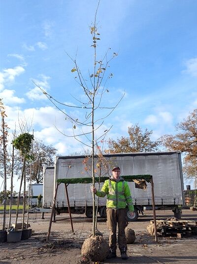 Salix caprea (Salweide/Palmweide) Hochstamm 12-14 StU, junger Baum mit schlankem Stamm und wenigen Blättern im Container