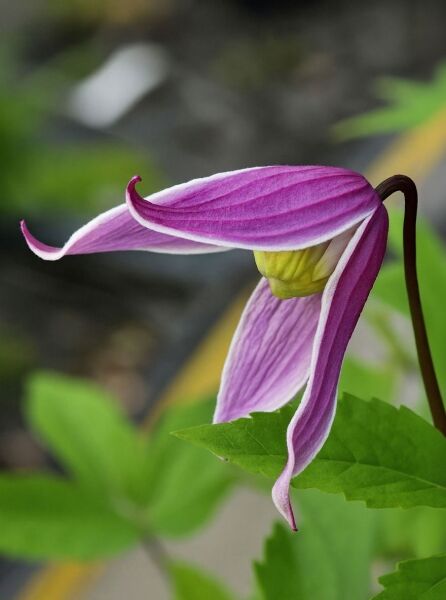 Waldrebe 'Columella' / Waldrebe 'Columella'